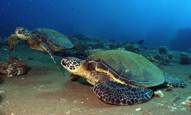 green sea turtle honu on Maui