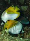 tropical reef fish on Maui - threadfin butterfly fish