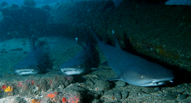 whitetip reef sharks at Mala Wharf along the coast of Maui