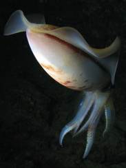squid on maui - oval squid