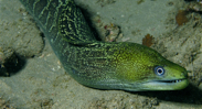 moral eel on maui - undulated moray