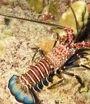 lobster on maui - hawaii banded spiny lobster