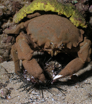 crabs on maui - sponge crab
