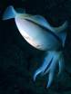 squid on maui night dive