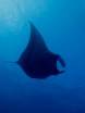 manta ray on maui