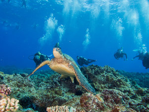 shore diving