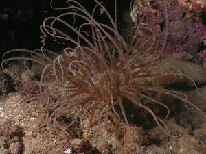 night diving