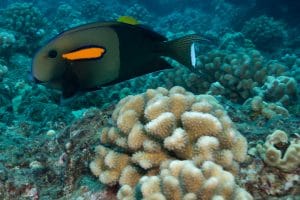 Maui Coral Reef Surgeonfish Scuba
